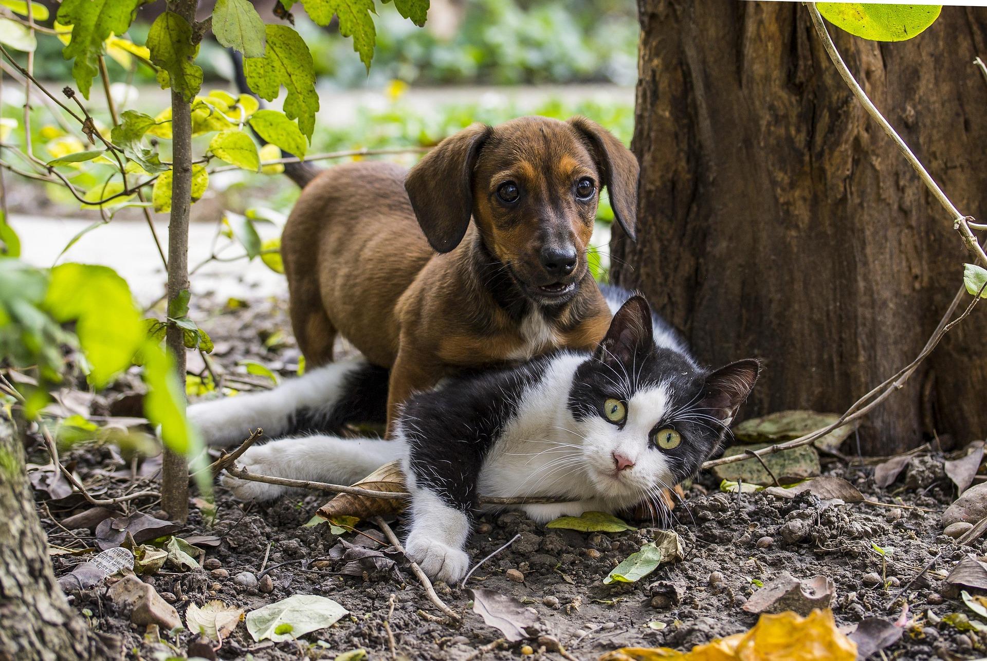 A FAUNA rescue animal